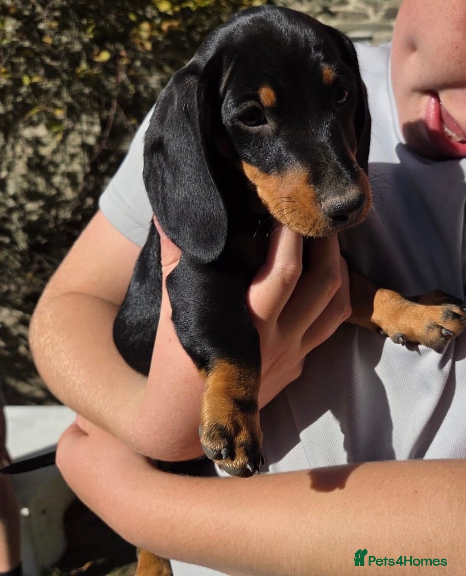Dachshund dogs *Ready Now - BOY* - Advert 5