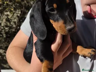 Dachshund dogs *Ready Now - BOY* - Advert 5
