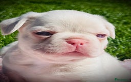 Mixed Breed dogs for sale: Bested boy that ever was Rare Pink Minibull boy  - Image 8
