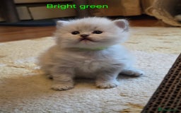 British Shorthair cats for sale: 🐾 4 Adorable British Shorthair Kittens Available! - Image 12