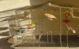 Canaries birds for sale: Mosaic Canary - Image 2