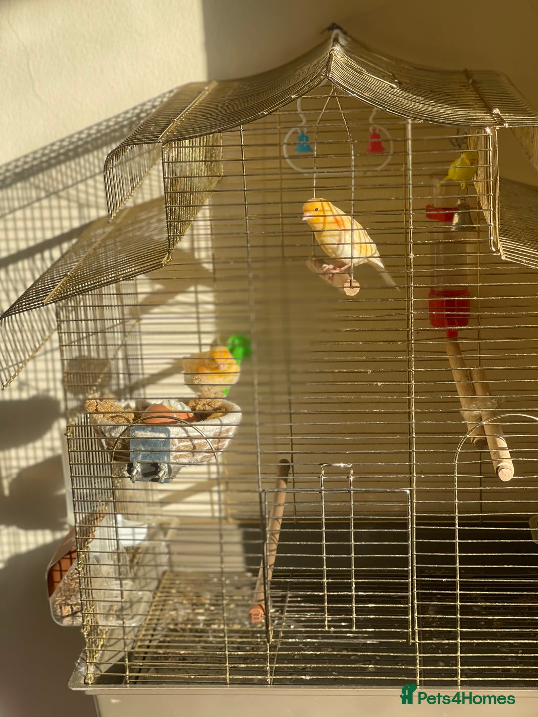 Canaries birds for sale: Mosaic Canary - Image 2