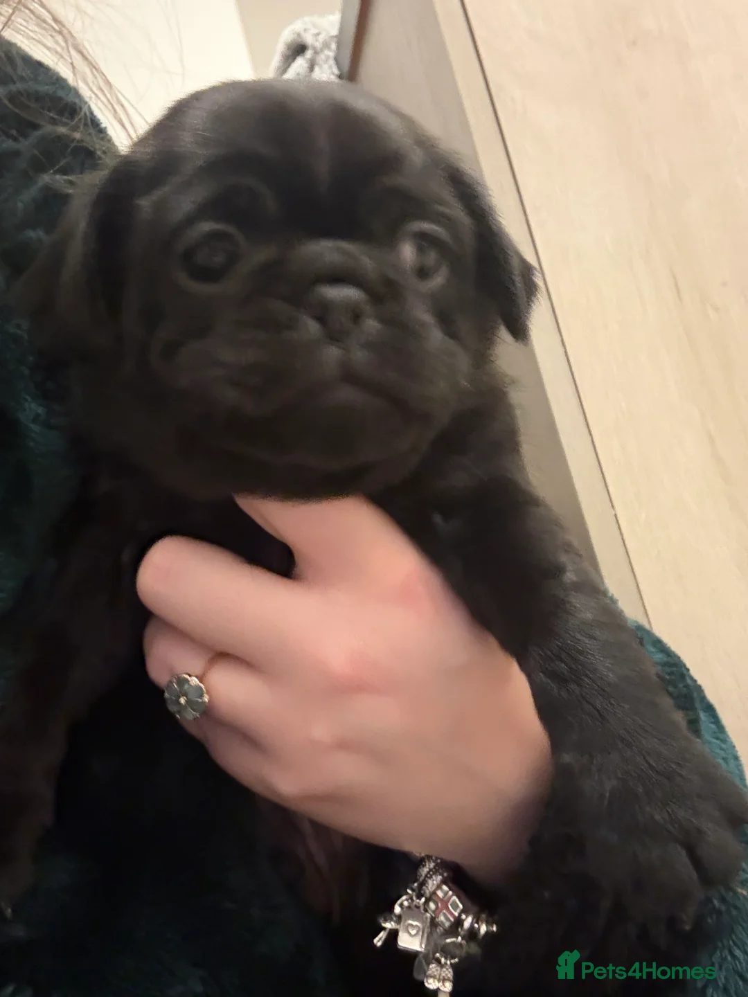 Pug dogs for sale: 3 gorgeous pug puppies - Advert 9