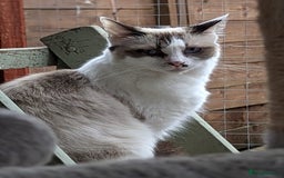 Ragdoll cats for sale: 4 male ragdoll kittens for sale  - Image 5