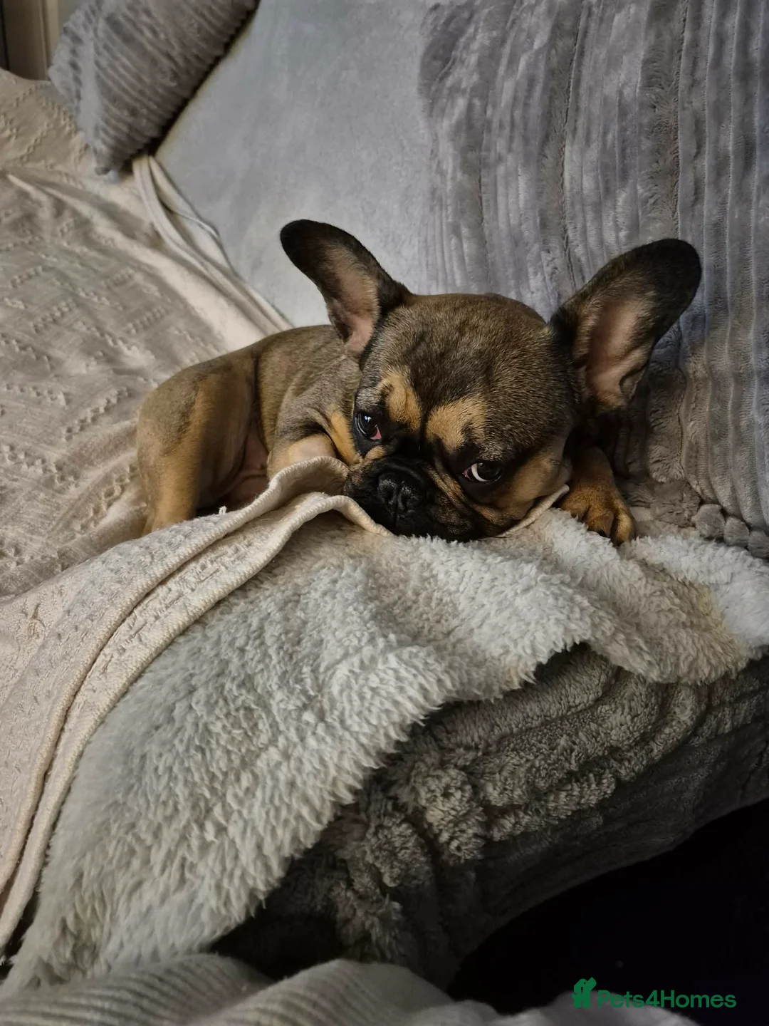 French Bulldog dogs for sale: French bulldig in Washington - Advert 3