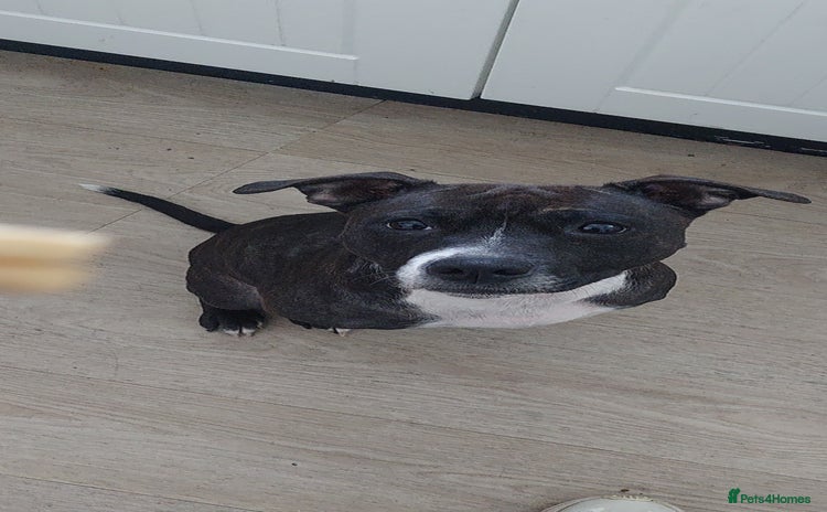Mixed Breed dogs for sale - Advert 1