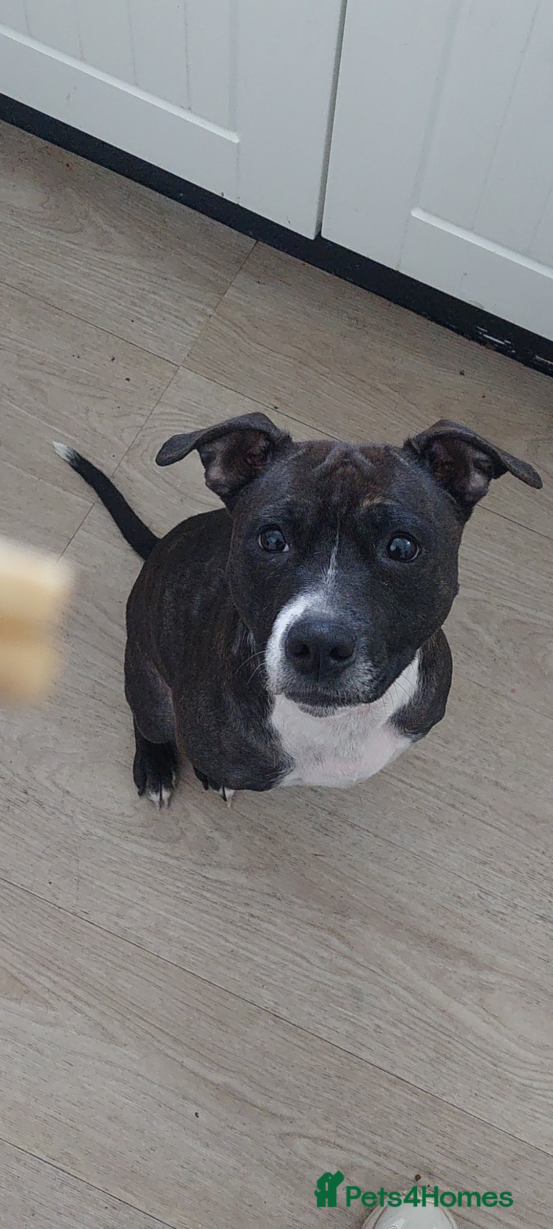 Mixed Breed dogs for sale: Staff cross girl 4 years - Image 1