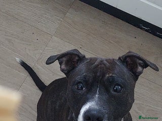Mixed Breed dogs - Advert 4