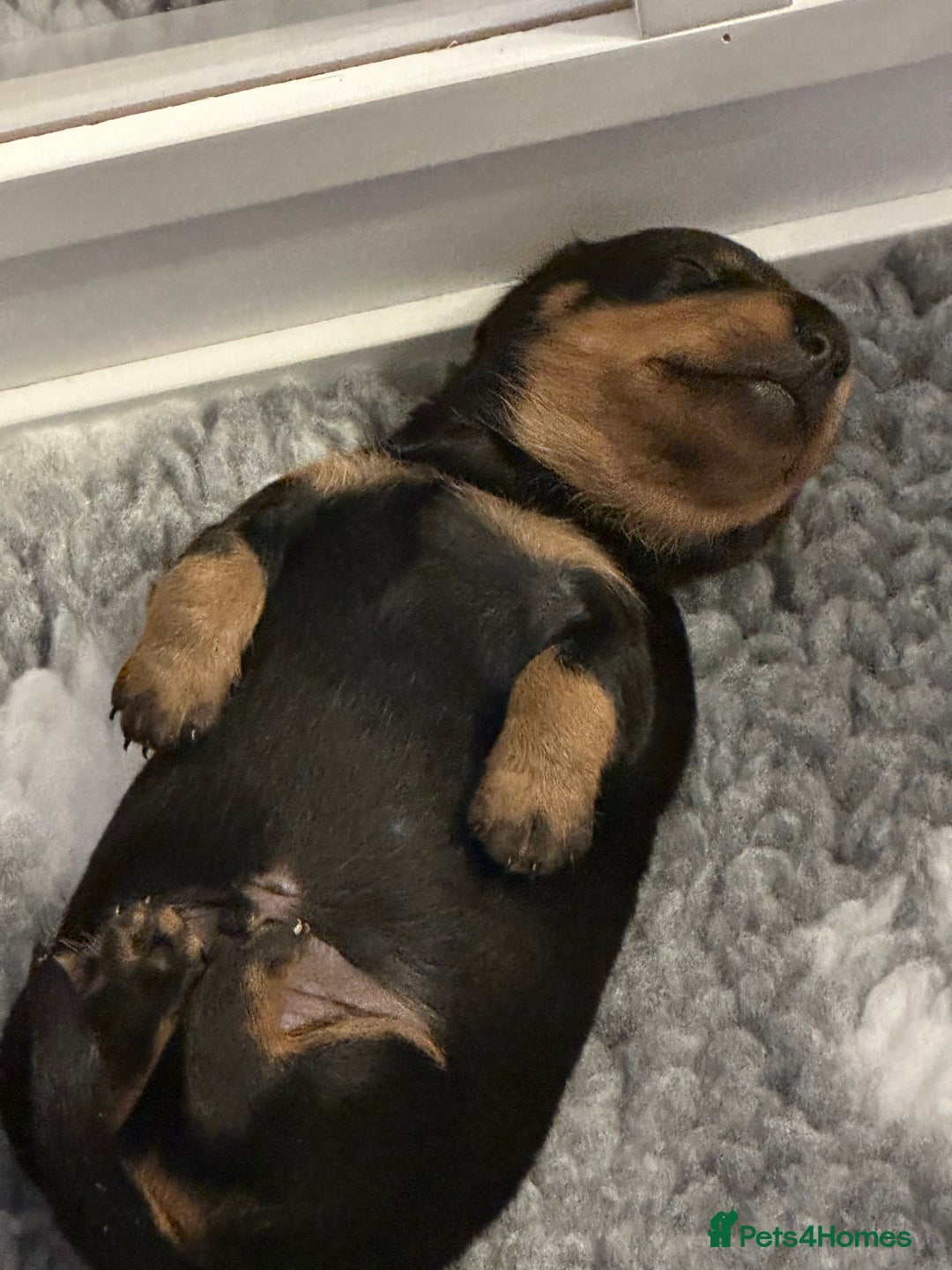 Miniature Dachshund dogs for sale: Stunning KC reg PRA clear Mini Dachshund puppies - Image 7