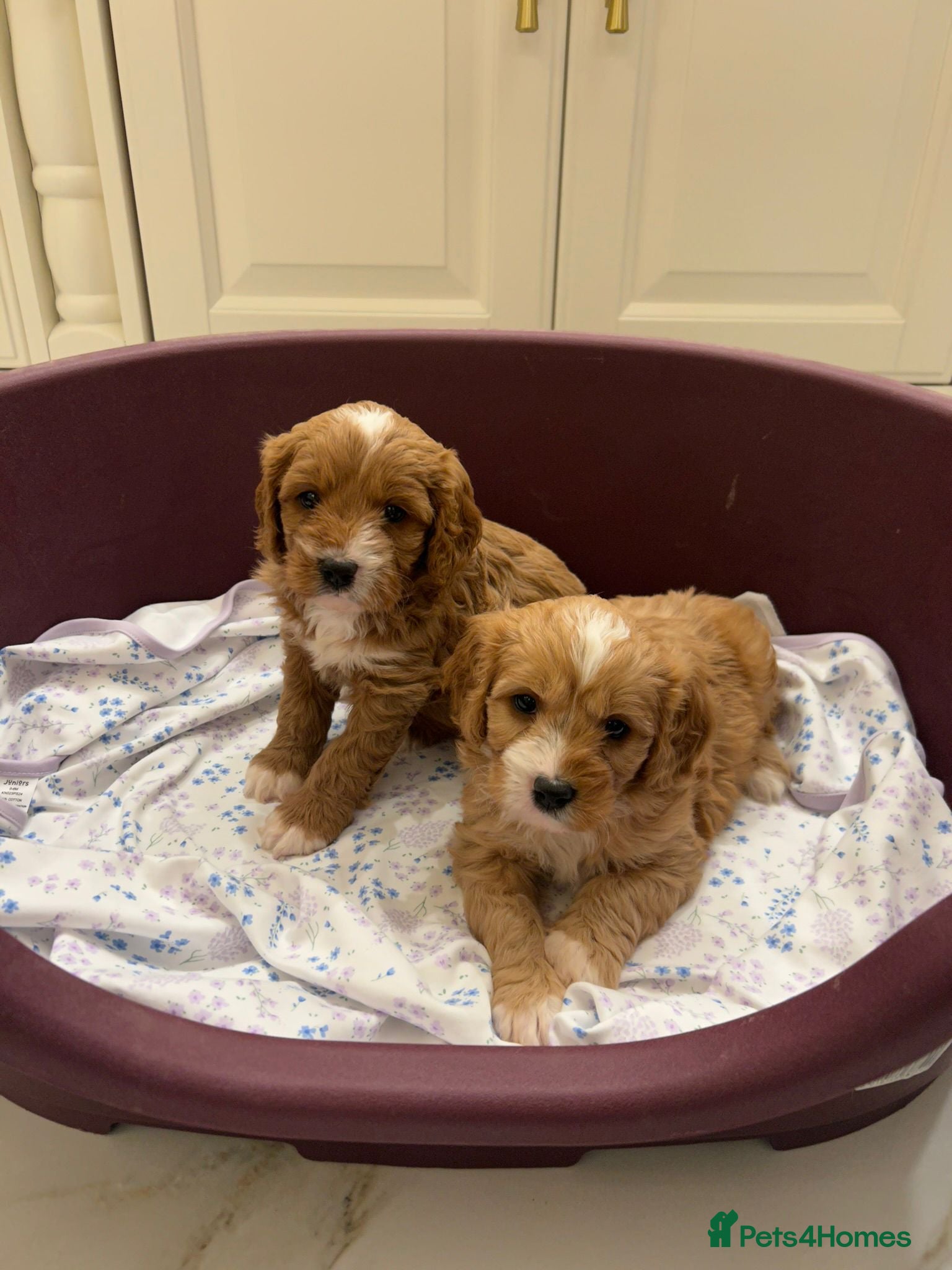 Cavapoo dogs for sale: Cavapoo puppies  - Advert 1
