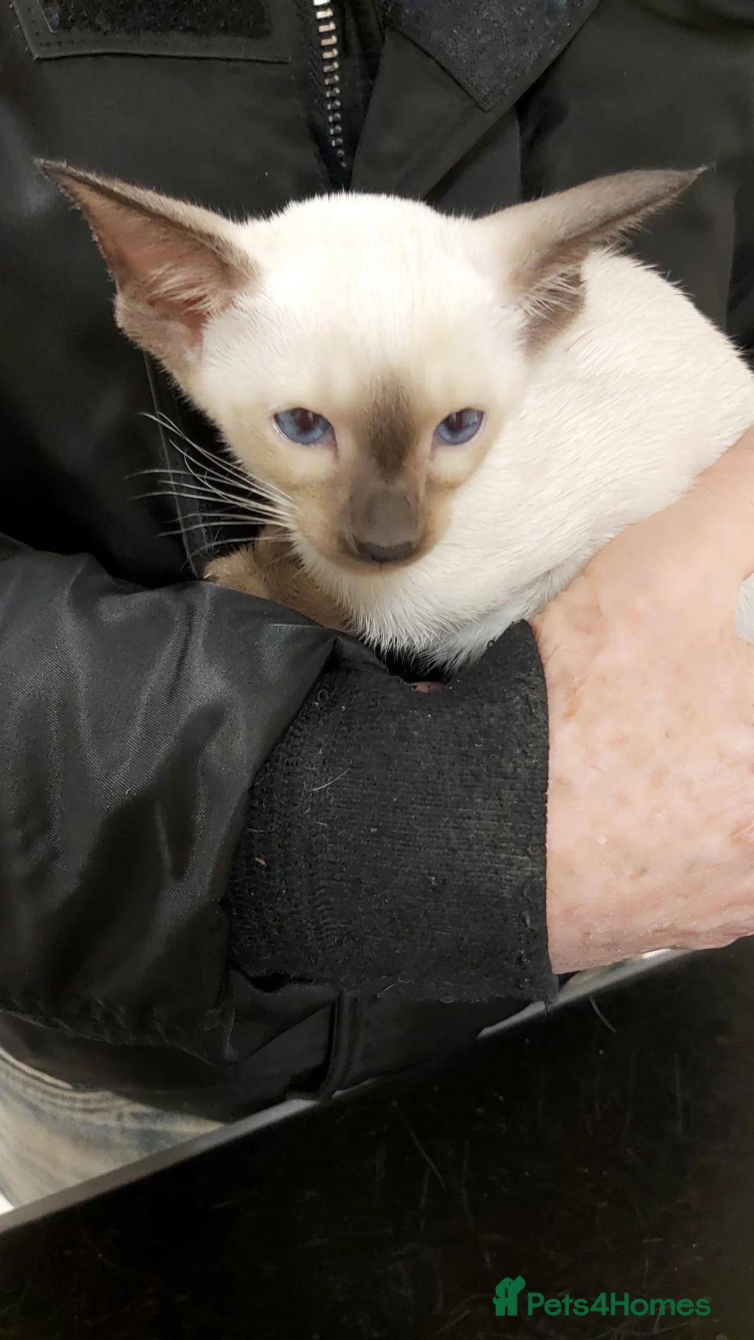 Oriental cats for sale: Full Pedigree Oriental 6 Kittens XL size ears GCCF - Advert 18