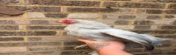 Chickens poultry for sale: Pekin bantams flock  - Advert 5