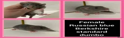 Rat rodents for sale: Adorable Baby Rats for Sale xx - Advert 20
