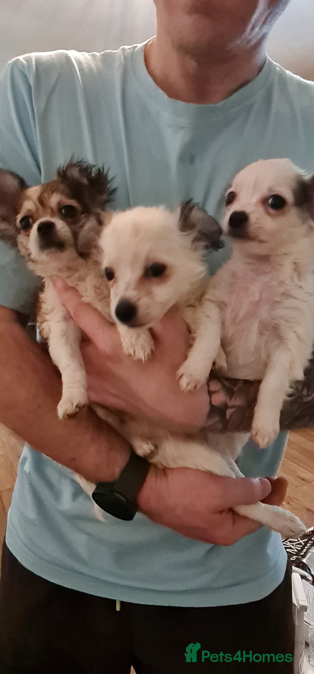 Chihuahua dogs for sale: Chihuahua for sale  - Advert 13