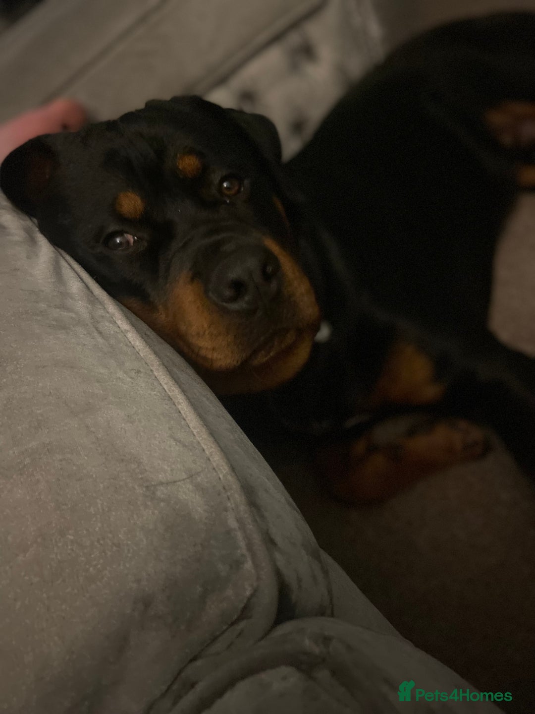 Rottweiler dogs for sale: Dave.  - Advert 5