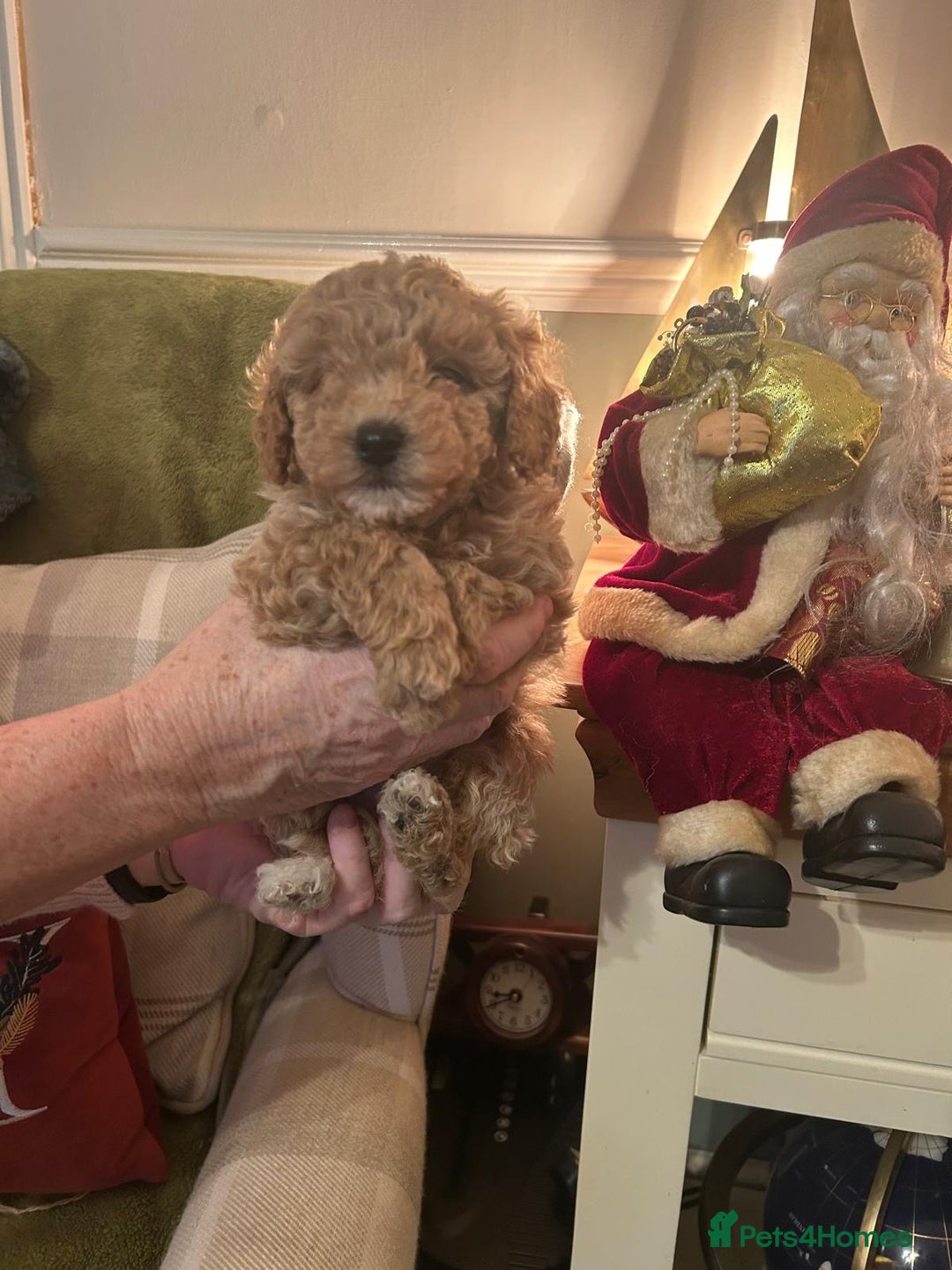 Poodle dogs for sale: Adorable Poodle puppies - Advert 7