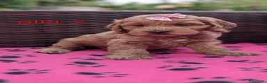 Cockapoo 5