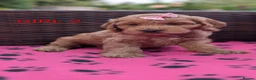Cockapoo dogs for sale: DNA Clear F1 Red Toy Cockapoo Puppies  - Advert 17