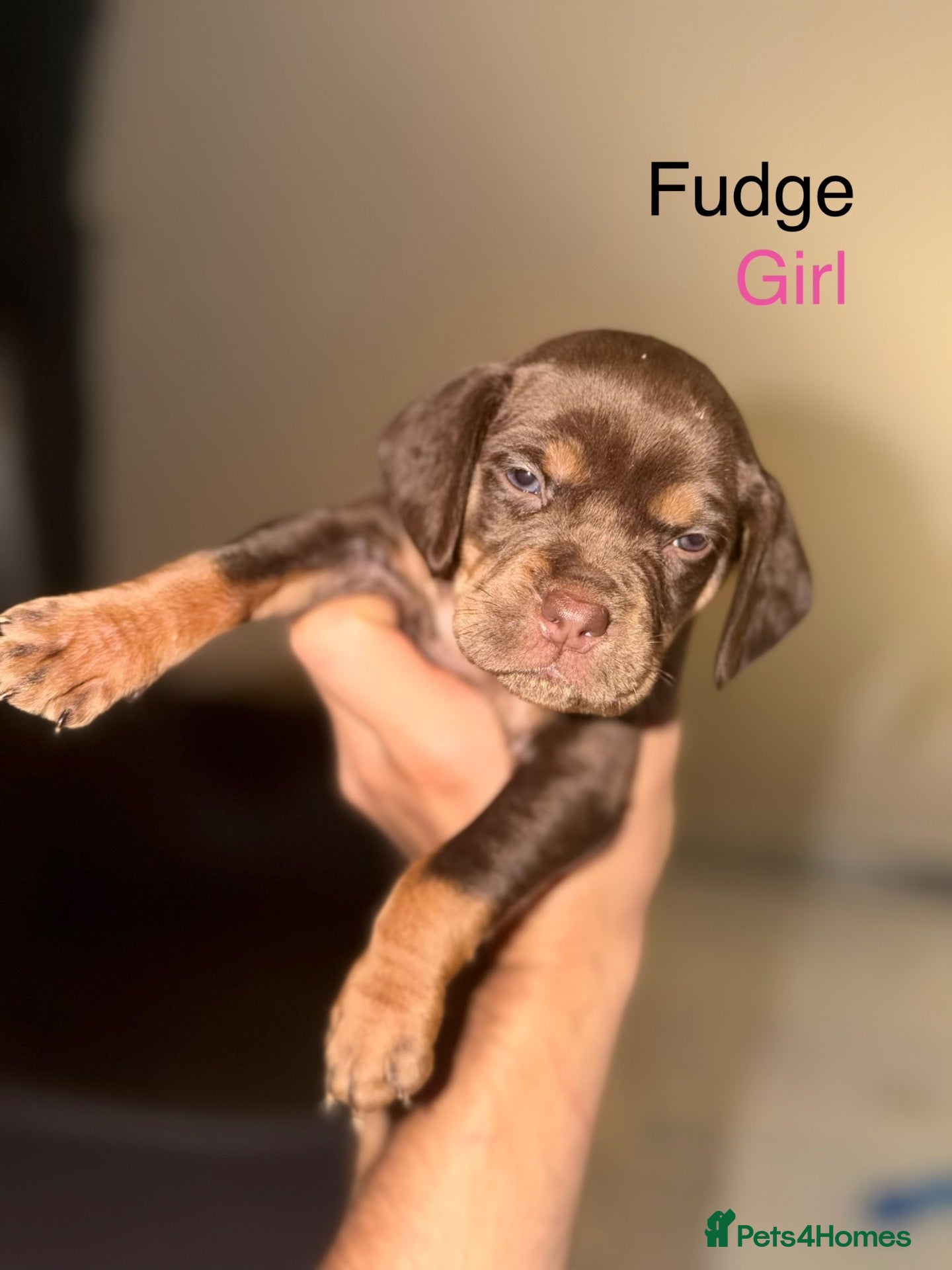 Mixed Breed dogs Bull pei x  - Advert 12
