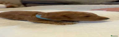 Cockapoo 7