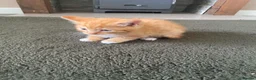 Mixed Breed cats for sale: Beautiful kittens  - Advert 7