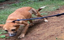 Mixed Breed dogs for adoption: Laska - Norwich Norfolk  - Image 14
