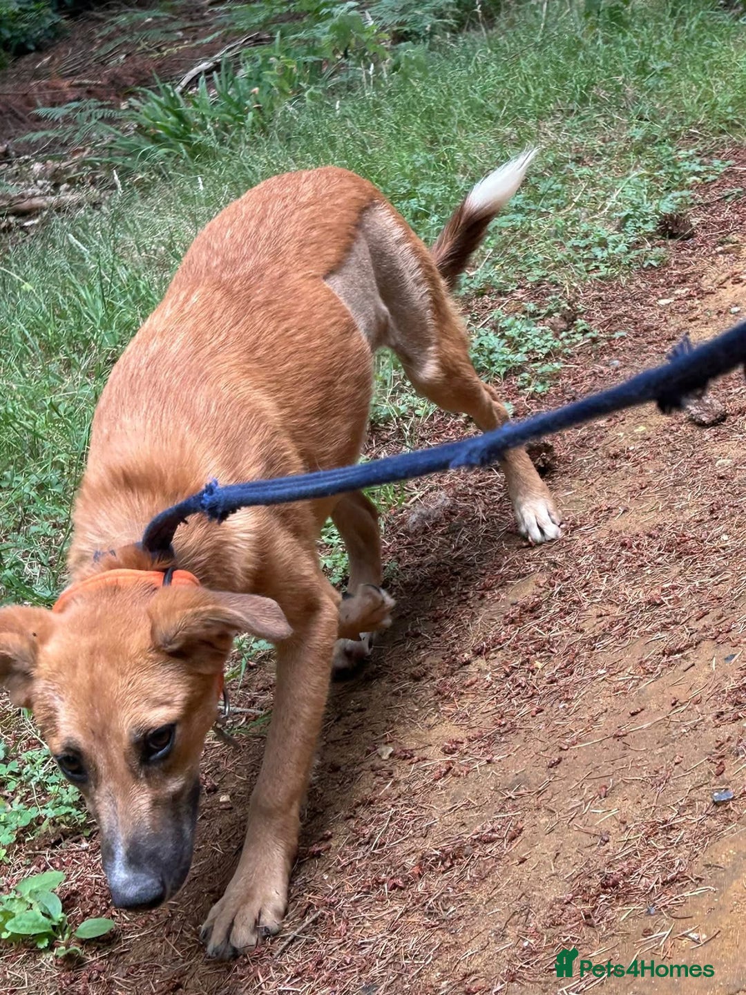 Mixed Breed dogs for adoption: Laska - Norwich Norfolk  - Image 14