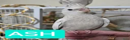 Cockatiels birds for sale: 8 week old female cockatiels - Advert 6