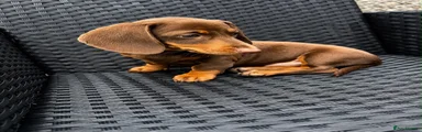 Miniature Dachshund 2