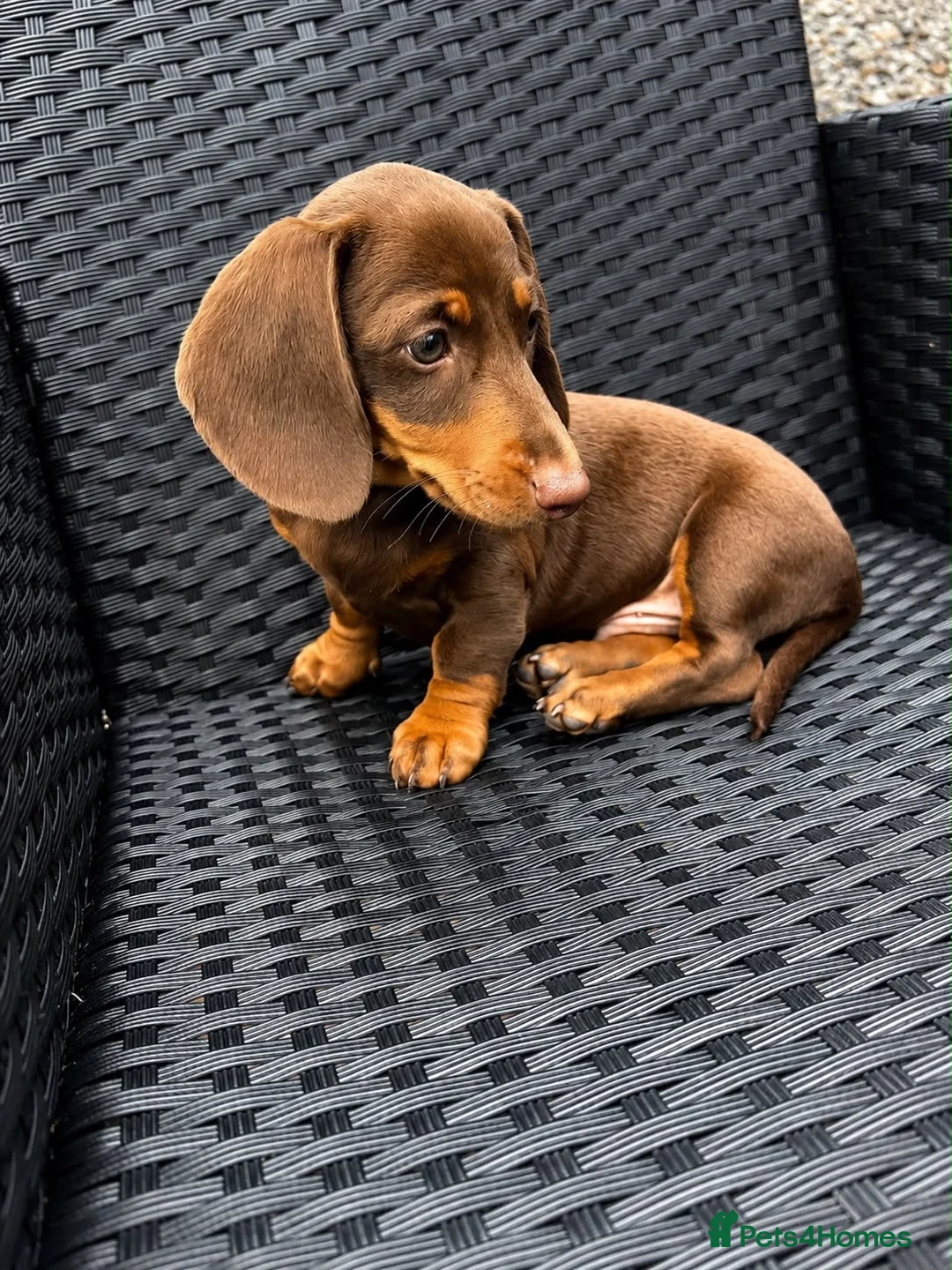 Miniature Dachshund dogs for sale: Beautiful Miniature Dachshund KC Registered  in Brentwood - Advert 21