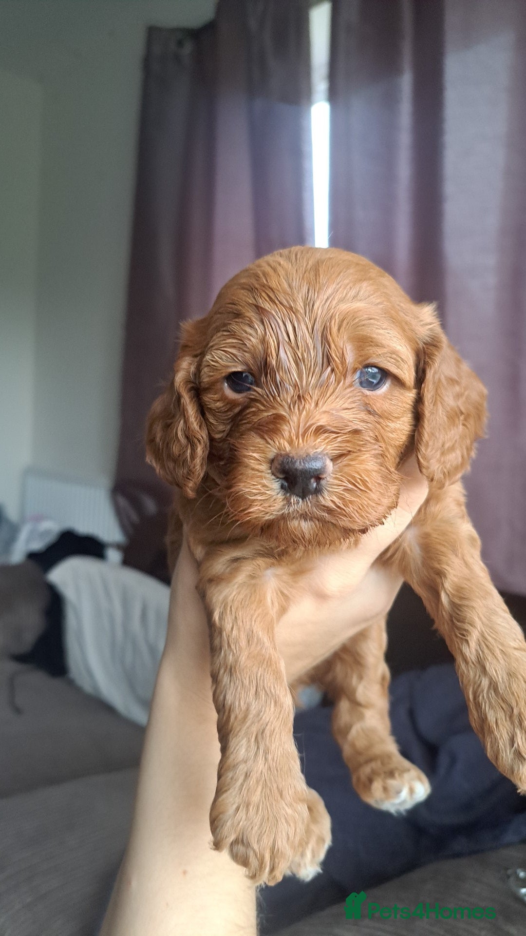 Cockapoo dogs Beautiful golden and white cockapoos - Advert 17