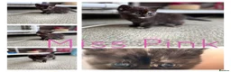 British Shorthair cats for sale: Stunning silver litter in Chatteris - Advert 6
