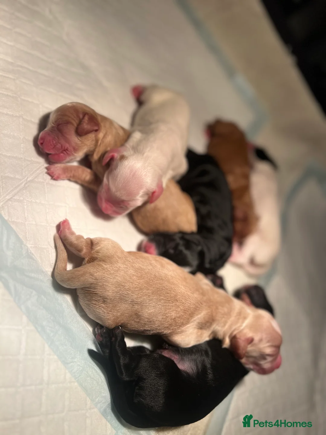 Cocker Spaniel dogs for sale: Working cocker spaniel puppies - Advert 1