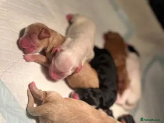 Cocker Spaniel dogs Working cocker spaniel puppies - Advert 2