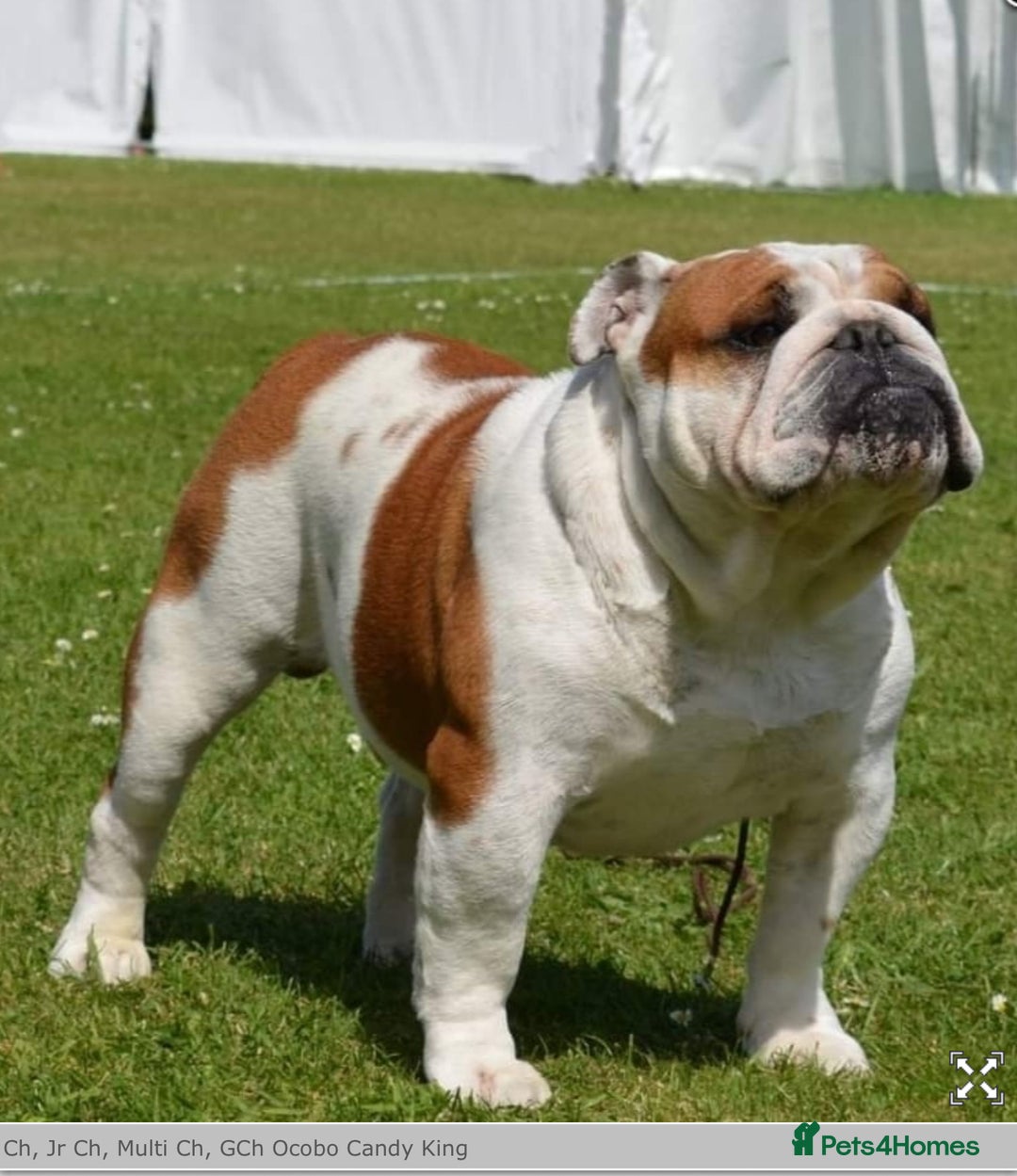 English Bulldog dogs for sale: Champion sired female bulldog for sale  - Image 13