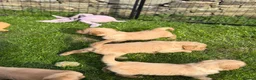 Golden Retriever dogs for sale: KC Golden Retriever Puppies - Advert 8