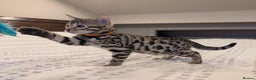 Bengal cats for sale: 🖤🤎 Gorgeous Bengal Kittens 🤎🖤 - Advert 8