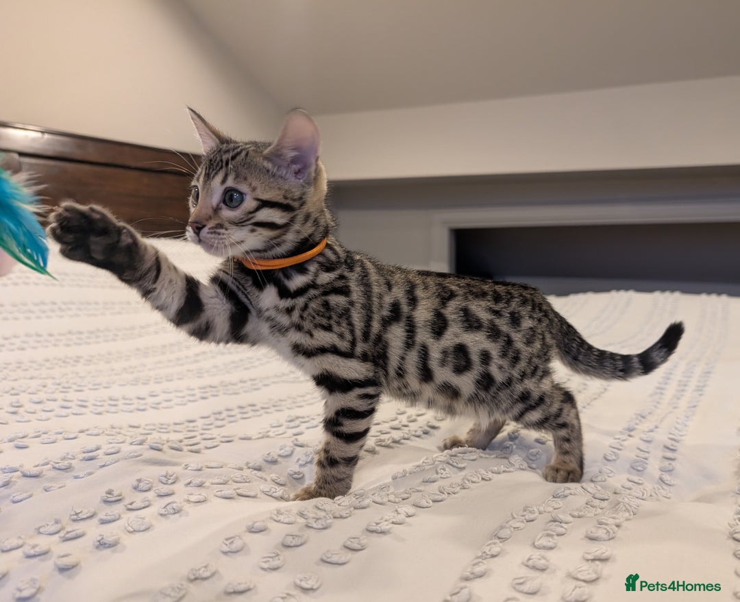 Bengal cats for sale: 🖤🤎 Gorgeous Bengal Kittens 🤎🖤 - Advert 8