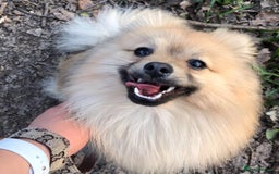 Pomeranian dogs for stud: Pomeranian Stud  - Image 5