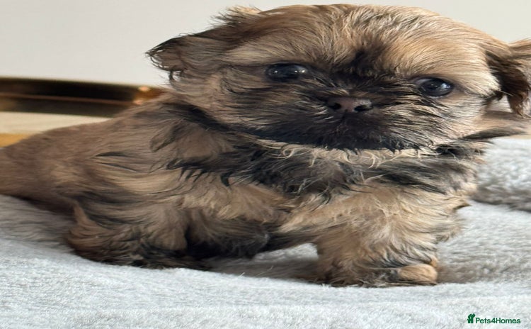 Shih Tzu dogs - Advert 5