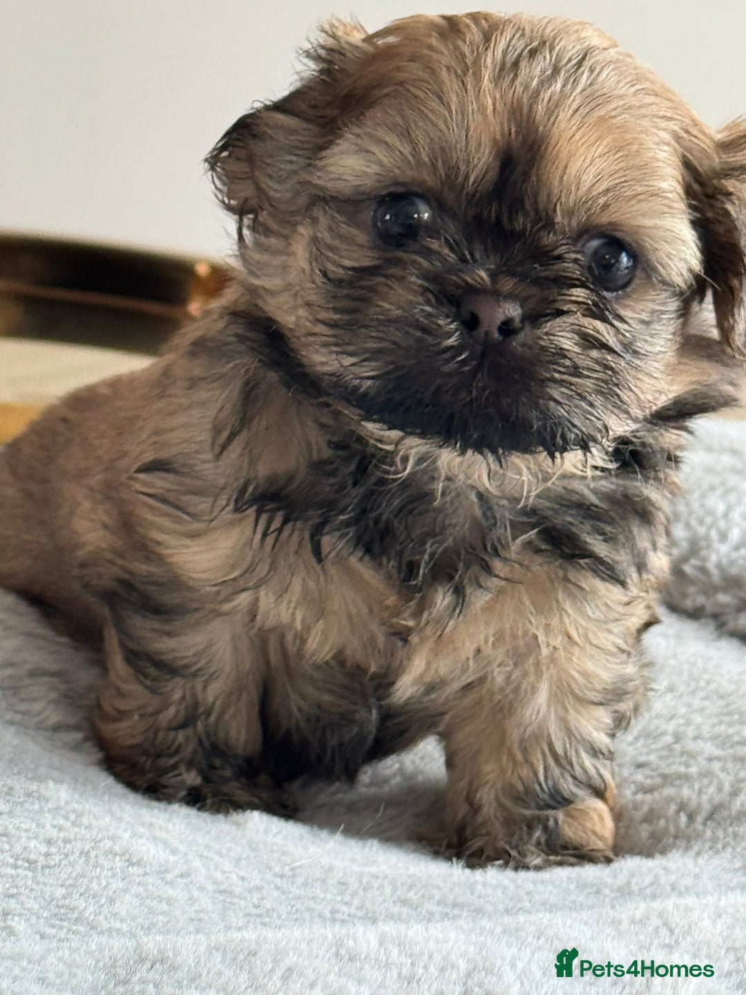 Shih Tzu dogs for sale: Shihtzu pups  - Image 15