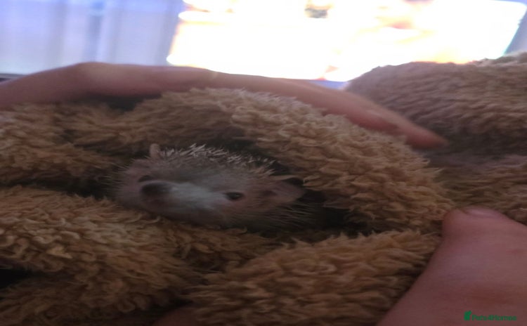 Pygmy Hedgehog rodents - Advert 1
