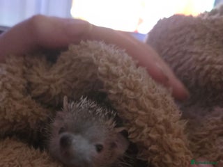 Pygmy Hedgehog rodents - Advert 1