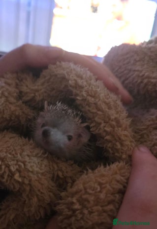 Pygmy Hedgehog rodents - Advert 1