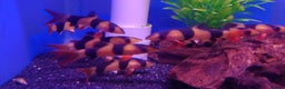 Other/Mixed Breed fish for sale: Fish Stock List - Updated Regularly  - Advert 1