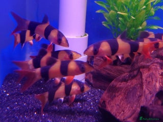 Other/Mixed Breed fish Fish Stock List - Updated Regularly - Advert 1