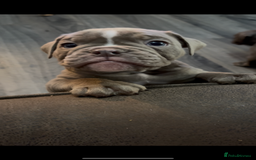 Olde English Bulldogge dogs for sale: Olde English Bulldogge Puppies - Image 15