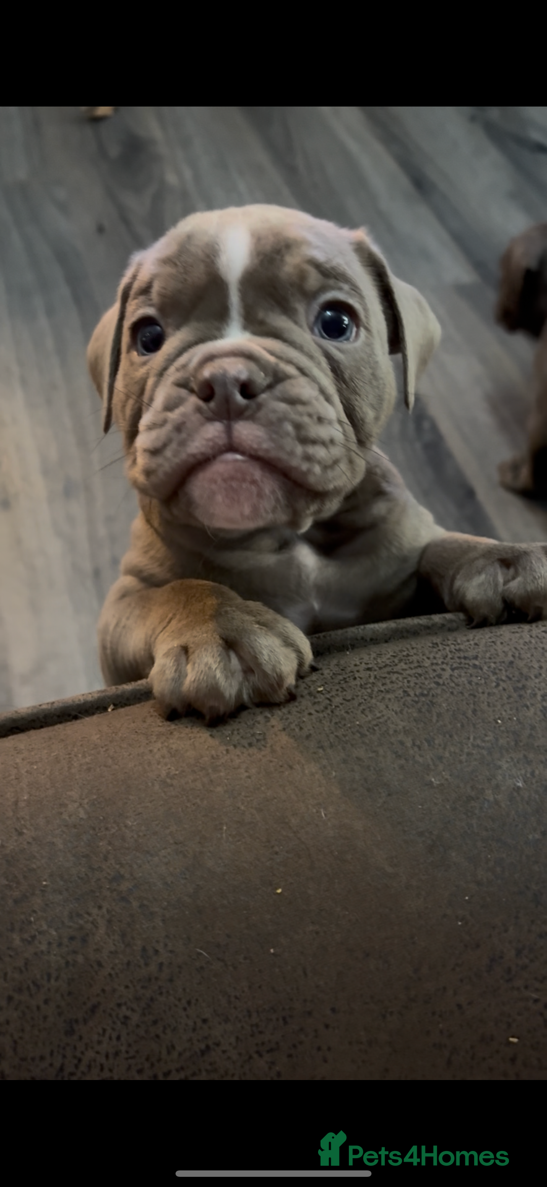 Olde English Bulldogge dogs for sale: Olde English Bulldogge Puppies - Image 15