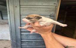 Jack Russell dogs for sale: 4 Jack Russel pups for sale  - Image 3
