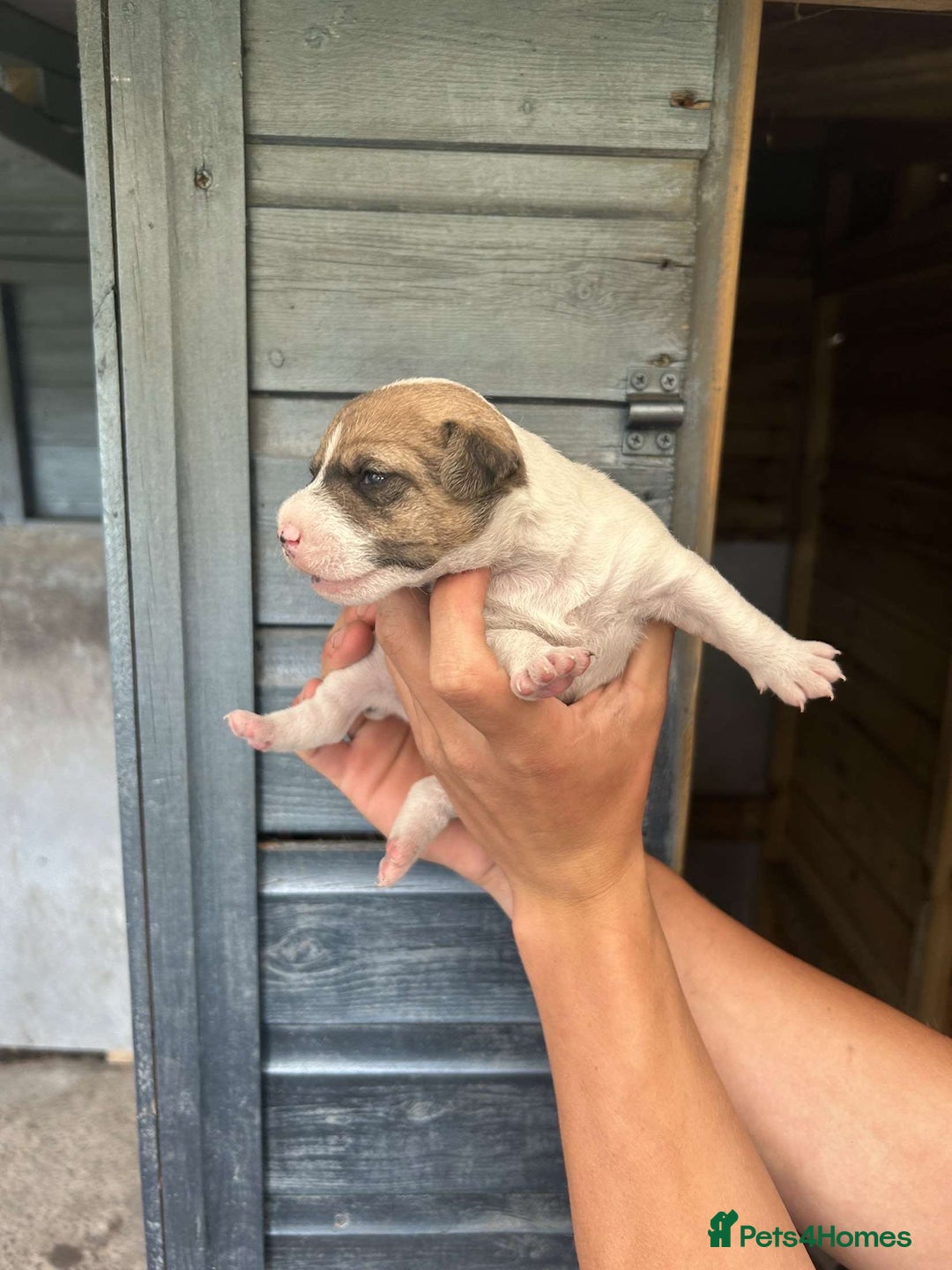 Jack Russell dogs for sale: 4 Jack Russel pups for sale  - Image 3